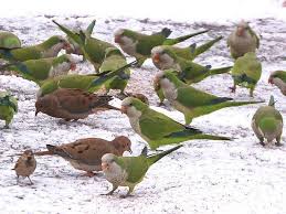 Monk Parakeets In London There Are Hundreds Loose They Adapt To The Weather Pet Birds Parrot Monk Parakeet