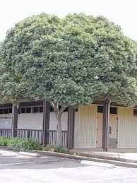 Image result for Filicium decipiens