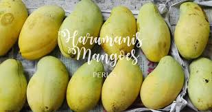 The fruit is seasonal and hence more expensive compared to other types of mangoes, and it can only be found in perlis and some parts of kedah. Harumanis Mango Perlis Home Facebook