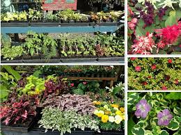 All images and logos are crafted with great workmanship. We Re Giving Away Free Plants To Kauai Residents Every Month Kauai Seascapes Nursery Inc