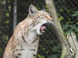 Bitte überprüfen sie die korrektheit der daten indem sie. Zoologischer Garten Hof Franken Leben