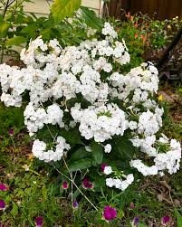 Phlox paniculata 'Fashionably Early White' is a beautiful upright early  blooming phlox that will be the star of your late spring garden. Also  available in other colors this is an extremely winter-hardy