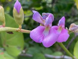 Image result for Canavalia africana