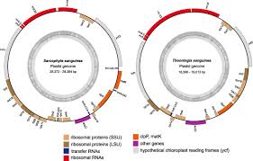 Image result for Sarcophyte