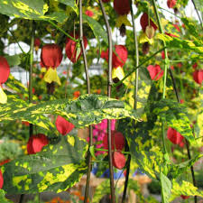 Image result for Abutilon rehmannii