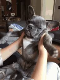 However, for frenchie owners, it's also the time for thinking about how to prevent their furry friends from overheating and how to keep them safe around waters. Cute Frenchie Gifs Tenor