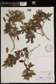 Image result for Erythroxylum zambesiacum