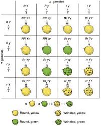 A commonly discussed punnett square is the dihybrid cross. Dihybrid Crosses
