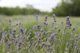 All drinking water ultimately comes from a natural source, since we still do not have the technology to manufacture large amounts of water in the laboratory 1. How To Make Perfume From Ingredients Found In The Garden The Hip Horticulturist