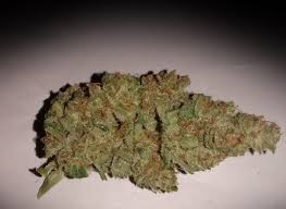 Lowryder #2 incorporates colombian santa maria genetics for increased resin production, improved. Lowryder Strain Autoflowering Seeds From 19 77 5 Seeds