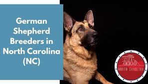 All black german shepherd puppies for sale in north carolina. 25 German Shepherd Breeders In North Carolina Nc German Shepherd Puppies For Sale Animalfate