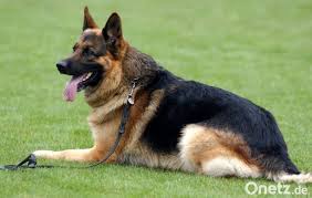 Der deutsche schäferhund strongheart wurde als tierdarsteller in hollywood bekannt und bekam sogar einen eigen stern auf dem walk of fame. Schaferhunde Greifen Vater Und Drei Kinder An Onetz