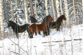 The Cold Snow And Your Wild Horses The Wild Horses Of Alberta Society