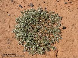 Image result for Glinus