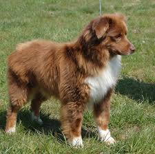 Le berger australien est un chien qui a du caractère, retrouvez toutes les informations sur l'éducation du berger australien au quotidien. Berger Australien Miniature 2 Forum Choisir Son Chien Berger Australien Page 2 Wamiz