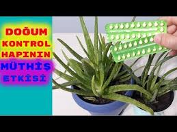 Dogum Kontrol Hapi Ile Aloeveranizi Costurmaya Hazir Olun Aloeveraniz Saksisina Sigmayacak Afterpill Youtube Doga Bitki Cicek
