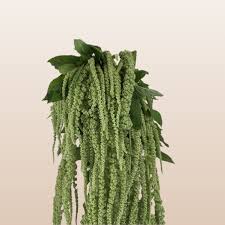 Image result for Amaranthus