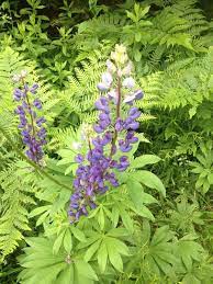 We did not find results for: Lupinus Perennis Or Lupinus Polyphyllus