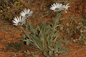 Image result for Arctotis