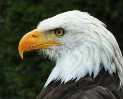 De vogel pakte een vis uit het water en daarna vloog hij weg. Amerikaanse Zeearend Foto Van Dorothy Zoom Nl