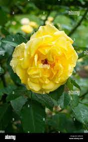 Elina hybrid tea rose hi-res stock photography and images - Alamy