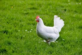 Birds That Lay Eggs On The Ground Uk White Leghorn Characteristics Prolific Layer Utility Strain Distinctive White Egg Happy Free Best Egg Laying Chickens Egg Laying Chickens Chickens Backyard