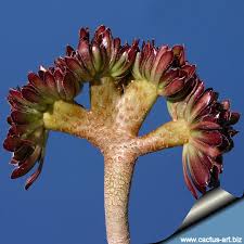 We did not find results for: Aeonium Arboreum Var Atropurpureum