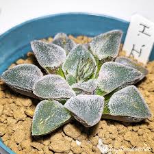 Image result for Pavetta pygmaea