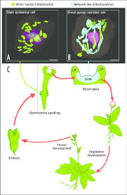 Check spelling or type a new query. Diagram Illustrating The Tissues And The Stages Of The Life Cycle Of Download Scientific Diagram