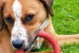 How To Treat Toy Aggression In Dogs All Pet News