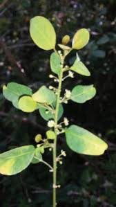 Image result for Helinus integrifolius