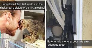newly sprouted cat snaps 26 cat snapchats cats cute cats and dogs kitten adoption