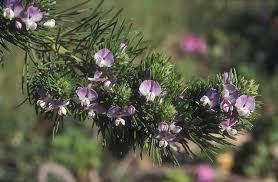 Image result for Psoralea