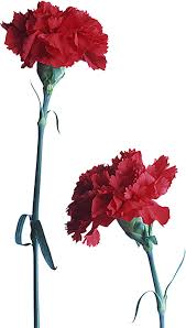 Download free png images, pictures and cliparts with transparent background in best resolution and high quality(hq) and icons. Pngì¹´ë„¤ì´ì…˜ì¢…í•© 263