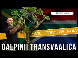 Image result for Galpinia transvaalica