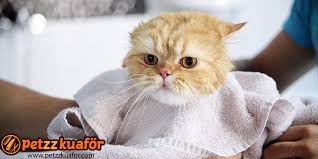Istanbulda Kedinizi Tras Ettirebileceginiz Pet Kuaforler Kedi Blog