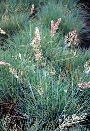 Image result for Melinis longiseta