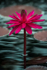 Nymphaea Flowers Nature Beautiful Flowers Water Lily Pond