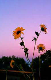 5 out of 5 stars (422) $ 29.95. Aesthetic Sunflower And Sunset Image 6525095 On Favim Com