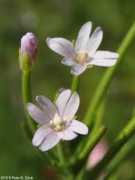 Image result for Epilobium salignum