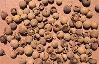 Image result for Boscia albitrunca