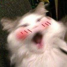 We did not find results for: Cat Pfp