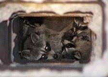 Animal control & pest proofing in boston | ultra safe pest management. 12 About Ultra Safe Pest Management Inc Ideas Pest Management Pests Wildlife