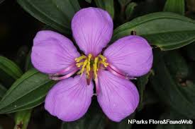 Image result for Melastomastrum