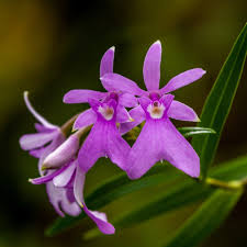 Wenn sie die anmut von orchideen im zimmer schätzen, werden sie auch an orchideen für den garten ihre freude haben. Orchideen Im Garten Gartencenter Zulauf Pflanzen Kaufen