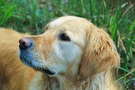 I then noticed a dry patch of of skin. Dog Losing Hair By Tail Online