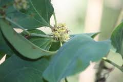 Image result for Smilax anceps