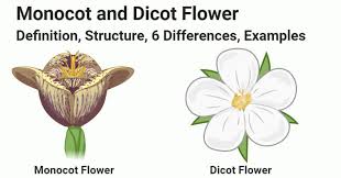 The flowers are arranged in neat rows along pendant spikes, like a line of slender dancers waving their limbs in the air. Monocot Vs Dicot Flower Definition Structure 6 Differences Examples