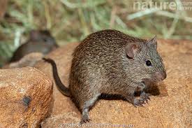 Image result for Chionanthus niloticus