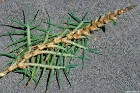 Image result for Cenchrus clandestinus